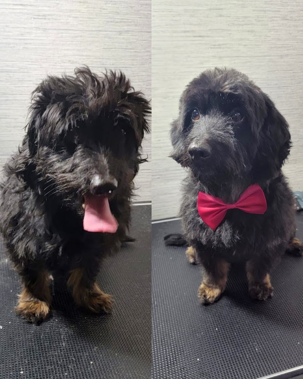JonnaT Pet Grooming Style | 24 Wenlock Crescent, London, ON N6G 3B6, Canada | Phone: (226) 700-5360
