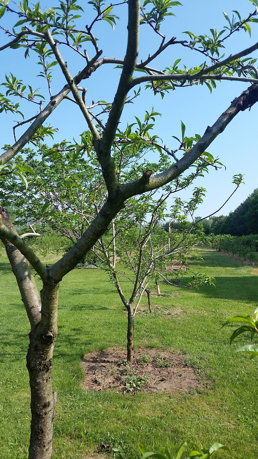 Town & Country Farms | 361 Canboro Rd, Ridgeville, ON L0S 1M0, Canada | Phone: (905) 892-4428