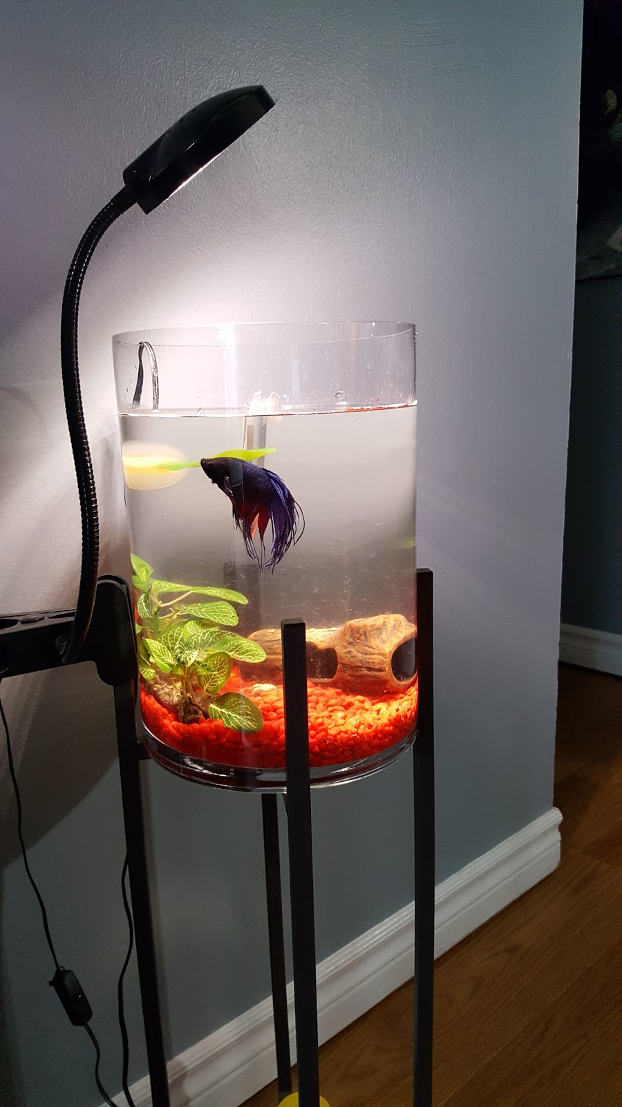 Pet Valu | 99 Balsam St #1, Collingwood, ON L9Y 3Y6, Canada | Phone: (705) 444-1767