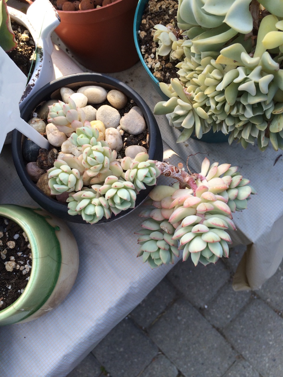 nVi Garden | 129 Byng Ave, North York, ON M2N 4K6, Canada | Phone: (647) 588-0604