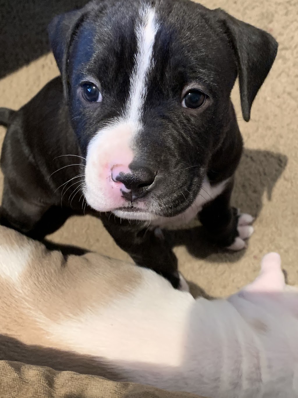 Mega Pitty Pitbulls | 17925 56a Ave, Surrey, BC V3S 4H5, Canada | Phone: (604) 835-7769