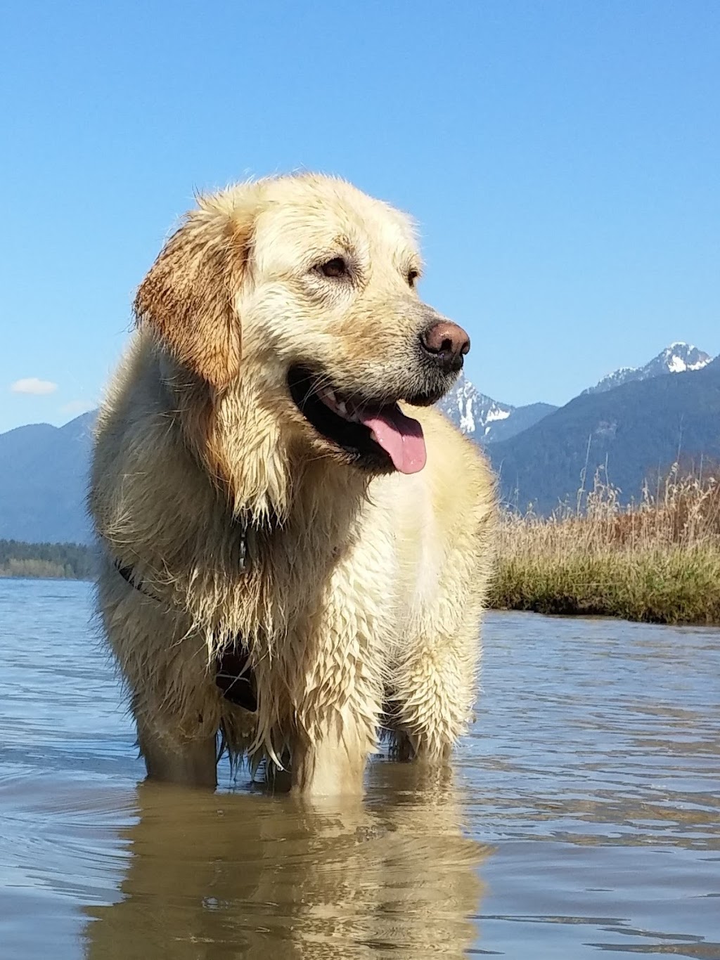 Good Scents Adventures | Dorset Ave, Port Coquitlam, BC V3B 2A5, Canada | Phone: (604) 475-3647