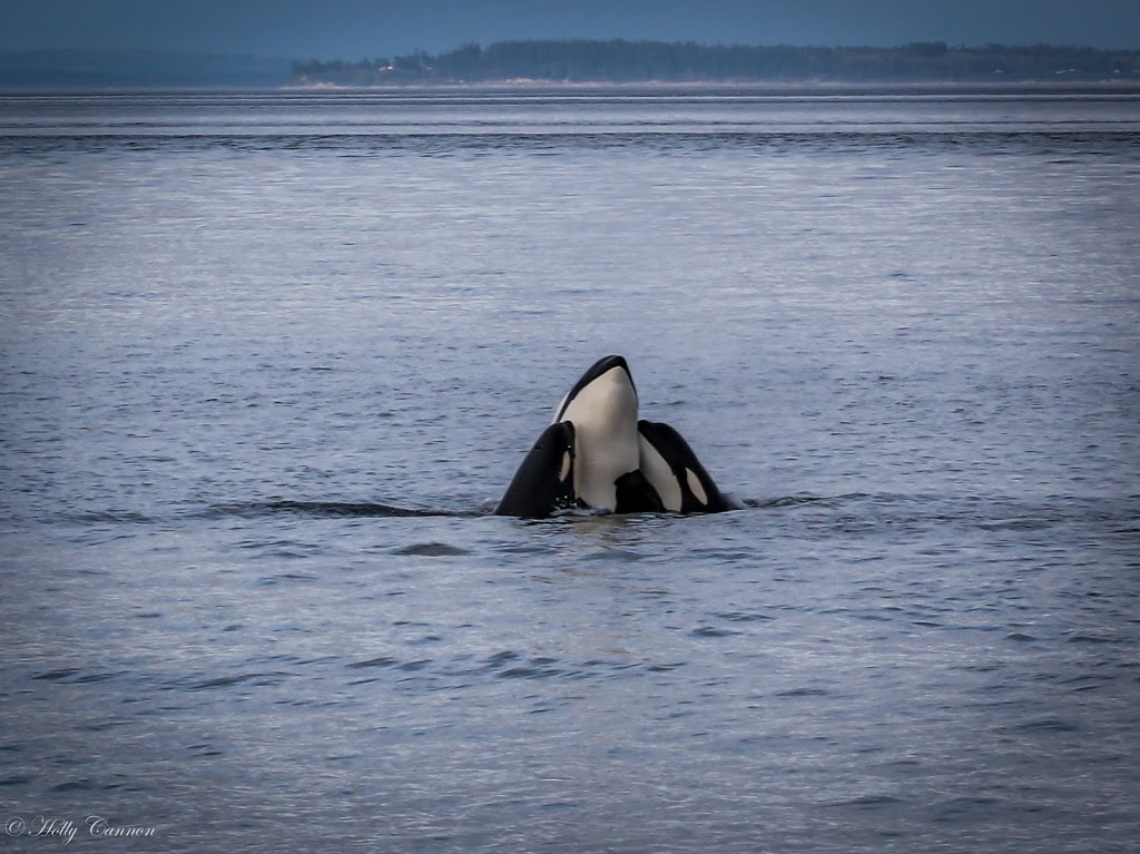 Blackfish Tours by Outer Island Expeditions | 2201 Skyline Way, Anacortes, WA 98221, USA | Phone: (360) 376-3711
