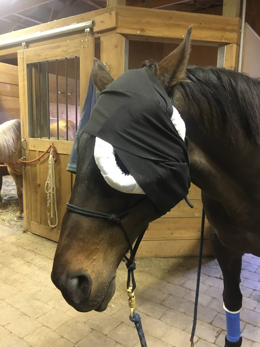 Heather Pankhurst Equine First Aid | Central St, Pickering, ON L1Y 1B5, Canada | Phone: (289) 992-9255