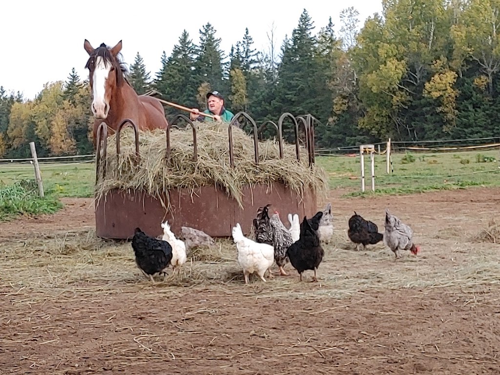 The Healing Farm | 7847 NB-116, Bass River, NB E4T 1L4, Canada | Phone: (506) 705-6191