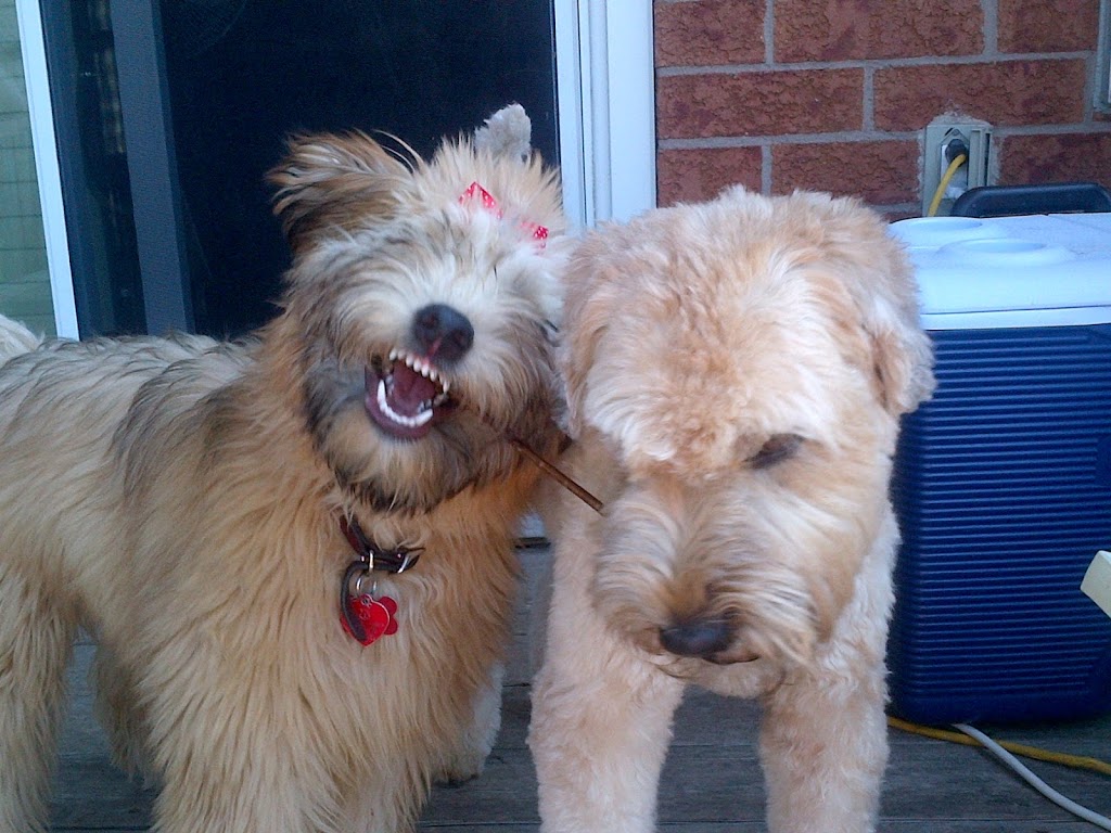 Trenton Mobile Vet Svc | 14141 Dublin Line, Acton, ON L7J 2L9, Canada | Phone: (519) 853-2126