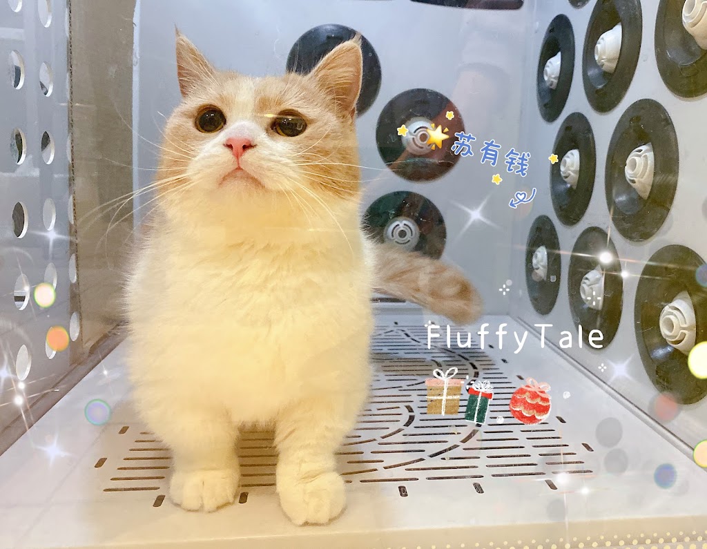Fluffytale Pet 毛茸茸 | 2 Corby Rd Unit 3, Markham, ON L3R 8A9, Canada | Phone: (437) 345-2083