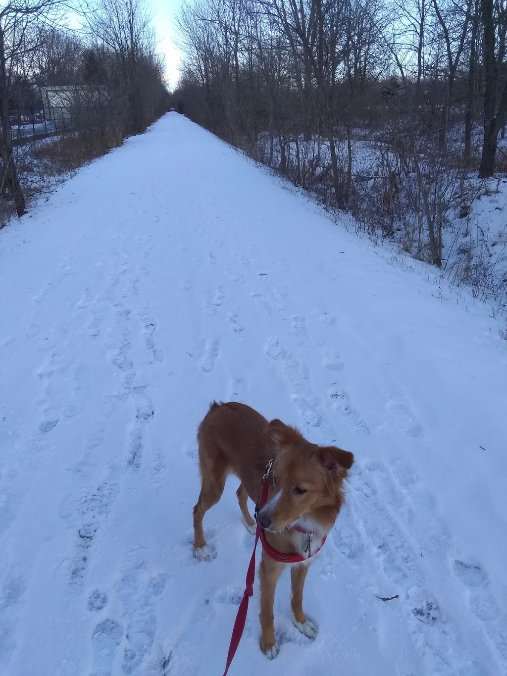 Brantford Pet Sitter | 25 Killarney St, Brantford, ON N3T 6L4, Canada | Phone: (647) 606-3647