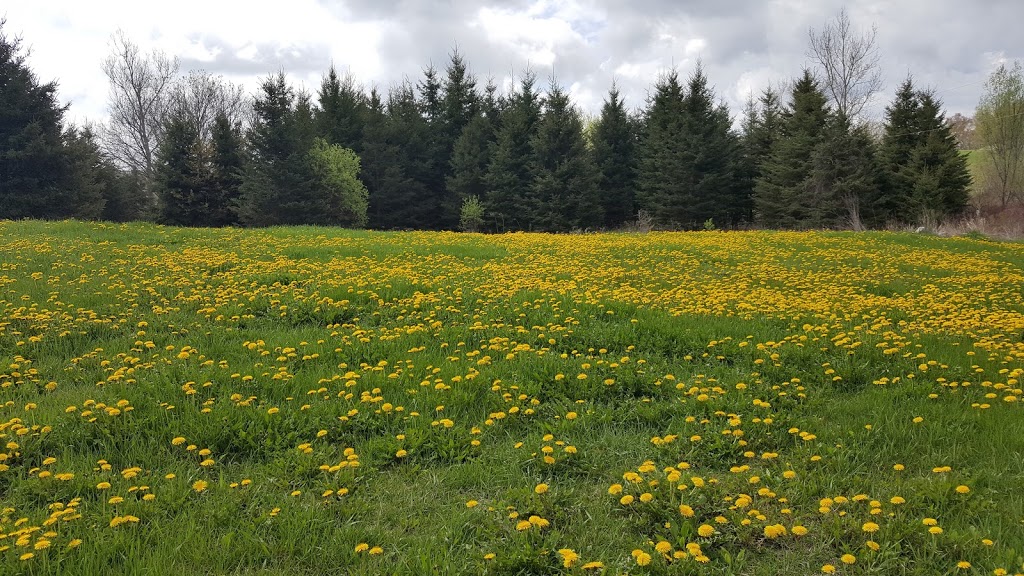 Ten Chances Farm | 1579 Hollowview Rd, Stirling, ON K0K 3E0, Canada | Phone: (613) 243-9727