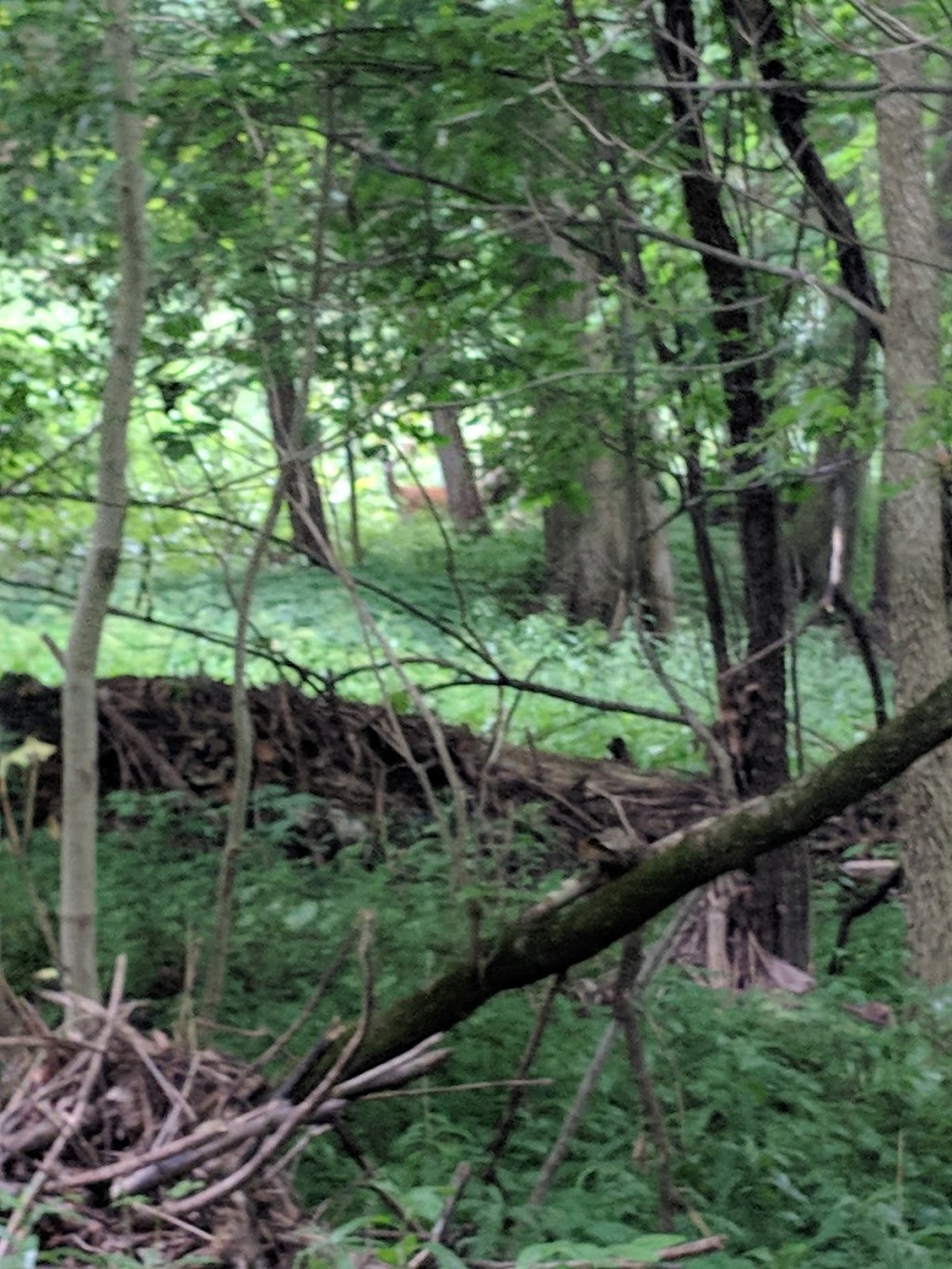 Kains woods environmental area | Unnamed Road, London, ON N6K 0A4, Canada