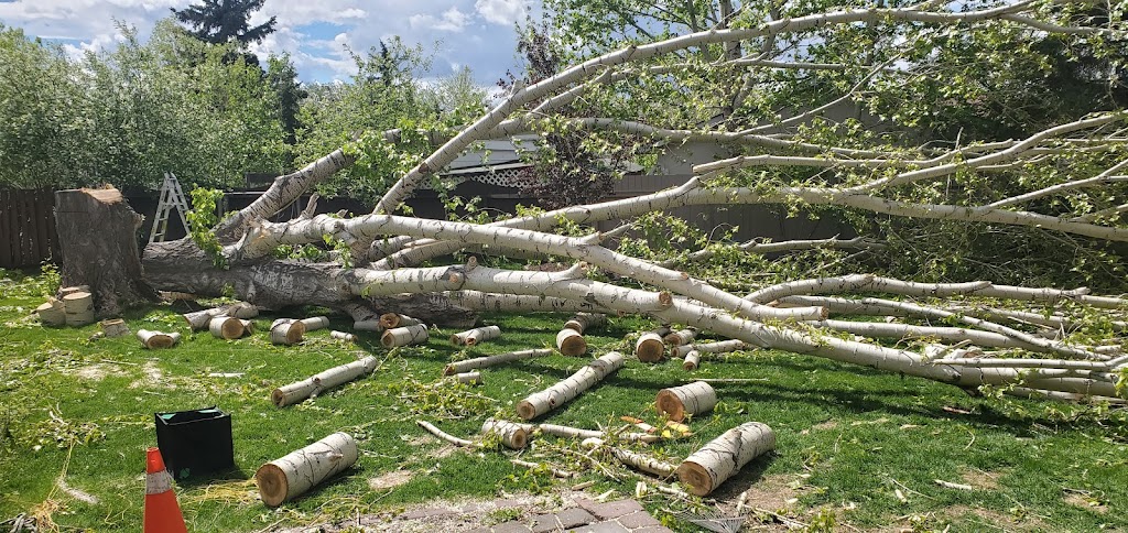 City Tree Service | 10910 69 Ave NW, Edmonton, AB T6H 2E5, Canada | Phone: (780) 271-8733