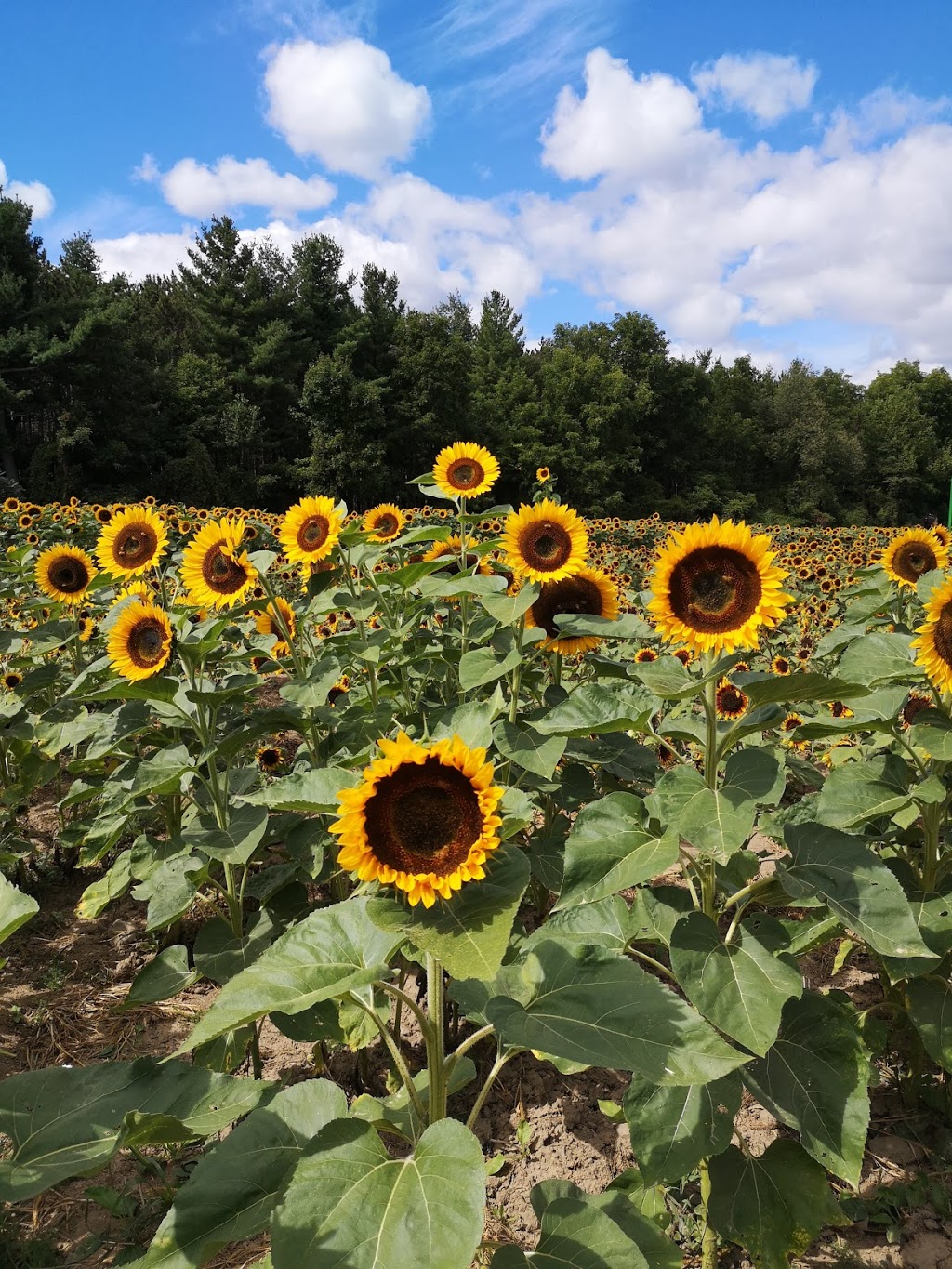 Rural Route Orchard | 10308 Fourth Line, Halton Hills, ON L9T 2X9, Canada | Phone: (905) 873-7687