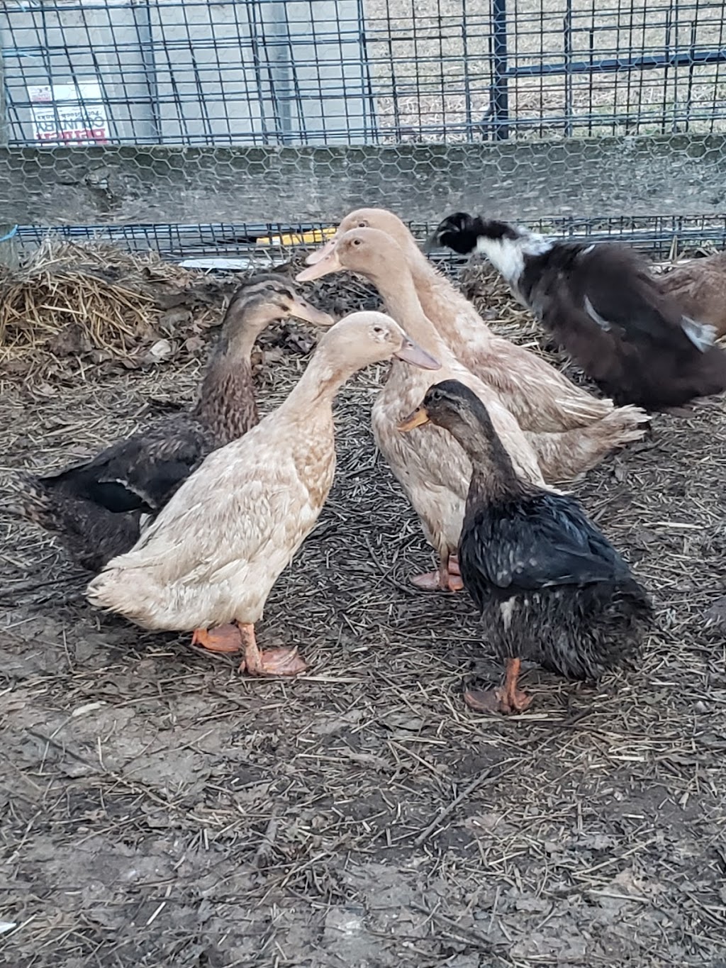 Mimosa Springs Alpacas | 5891 Fourth Line, Erin, ON N0B 1Z0, Canada | Phone: (416) 629-9428