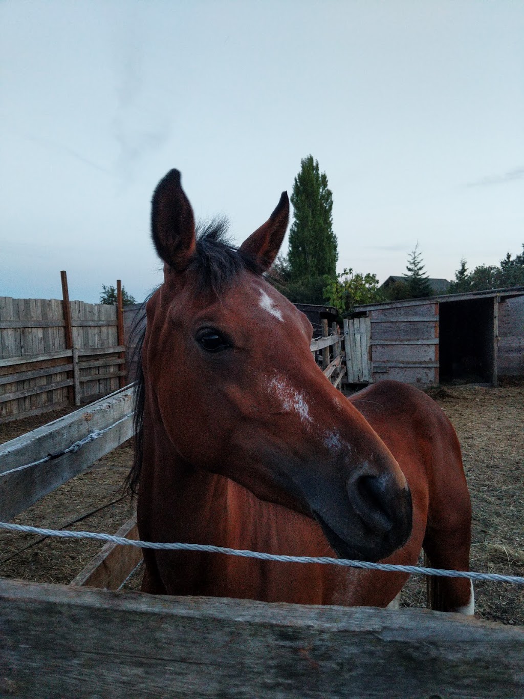 Valle Vista Stables | 6281 Lochside Dr, Saanichton, BC V8M 1Y5, Canada | Phone: (250) 888-1131