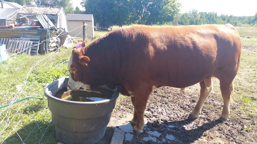 Kawartha Dairies Benson & Downing | 630 Farms Rd, Woodville, ON K0M 2T0, Canada | Phone: (705) 439-2800