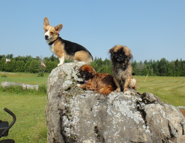 Dogs in Harmony Training & Education | 58 Crampton Dr, Carleton Place, ON K7C 4P7, Canada | Phone: (613) 851-7129