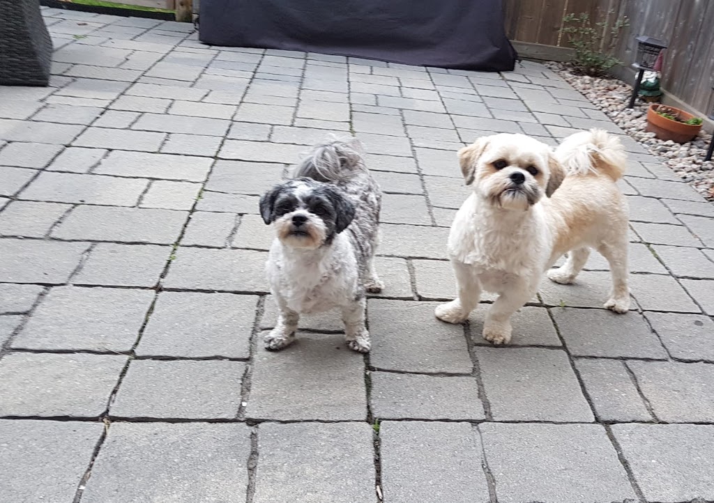 Puptown Girl’s Pet Services | 307 Hamilton Regional Rd 8, Stoney Creek, ON L8G 1E5, Canada | Phone: (905) 746-0534