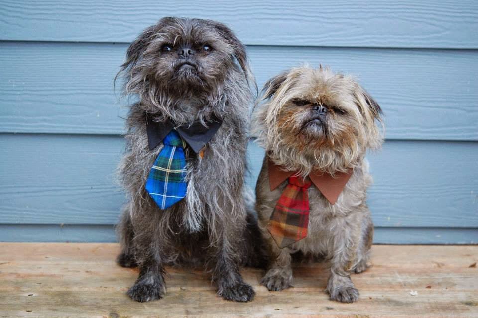 Dean Park Pet Hospital | 1700 McTavish Rd, North Saanich, BC V8L 5T9, Canada | Phone: (250) 656-9911