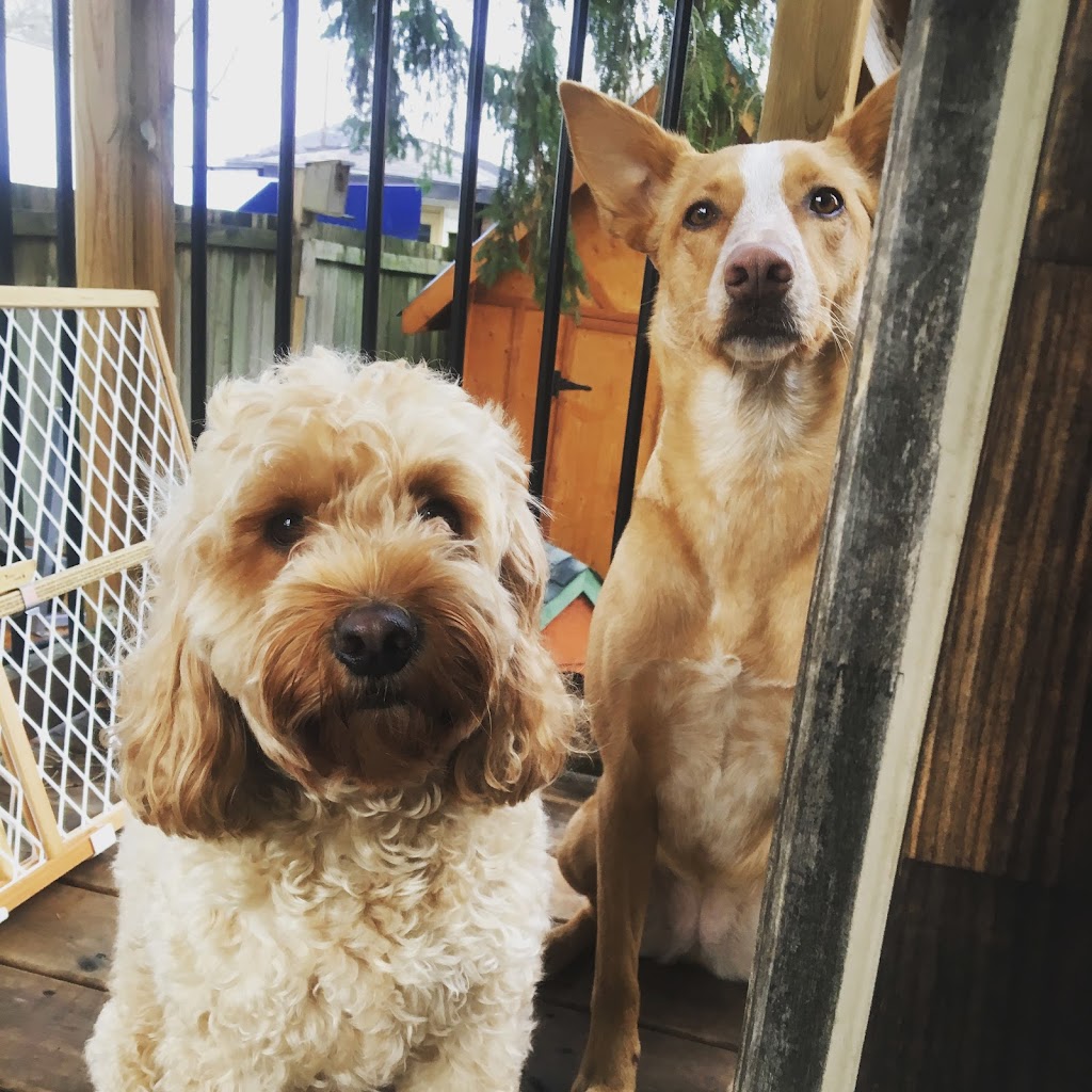 Smith Canine Academy | 82 Woodlawn Rd W, Guelph, ON N1H 1B2, Canada | Phone: (519) 240-4497