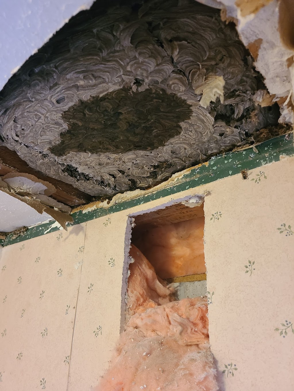 Mr. EXTERMINATOR | 793016, Simcoe road 124, Singhampton, ON N0C 1M0, Canada | Phone: (705) 888-0029