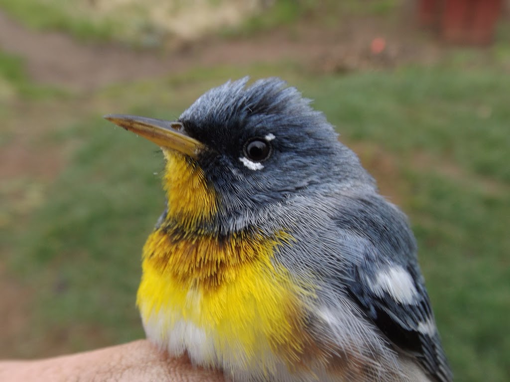 McKellar Island Bird Observatory | Baffin St, Thunder Bay, ON P7E 0A3, Canada | Phone: (807) 709-6870