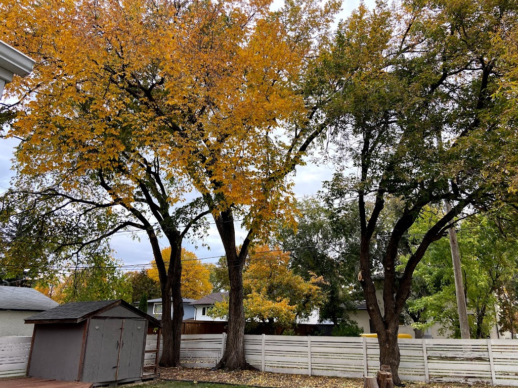 TNT Tree Service Ltd. | 81 Linacre Rd, Winnipeg, MB R3T 3G7, Canada | Phone: (204) 510-8514