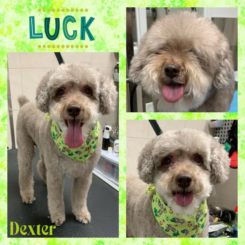 Jenni-furz Gentle Grooming | 1220 Queens Bush Rd, Wellesley, ON N0B 2T0, Canada | Phone: (519) 504-5648