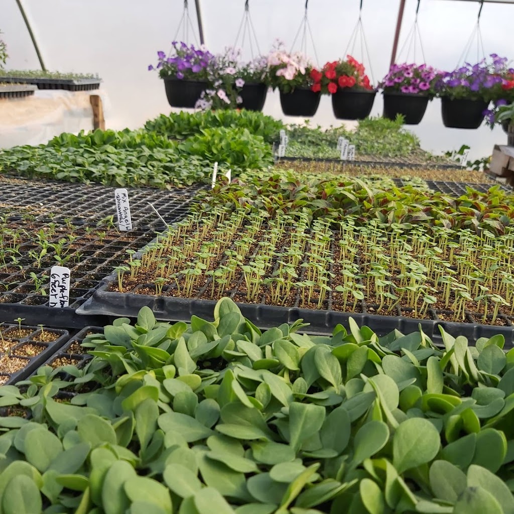 Oakbank Garden Market | 26016 Springfield Rd, Oakbank, MB R5N 0A8, Canada | Phone: (204) 444-4780