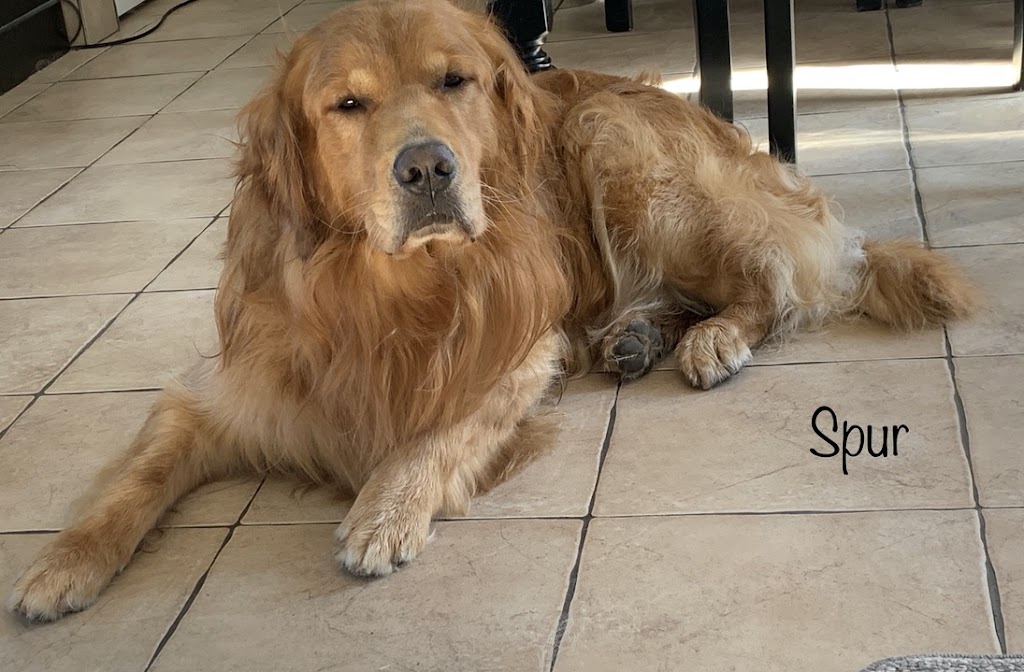 Élevage Canopy Golden Retrievers | 84 La Petite Ligne, Saint-Alexis, QC J0K 1T0, Canada | Phone: (450) 750-6626