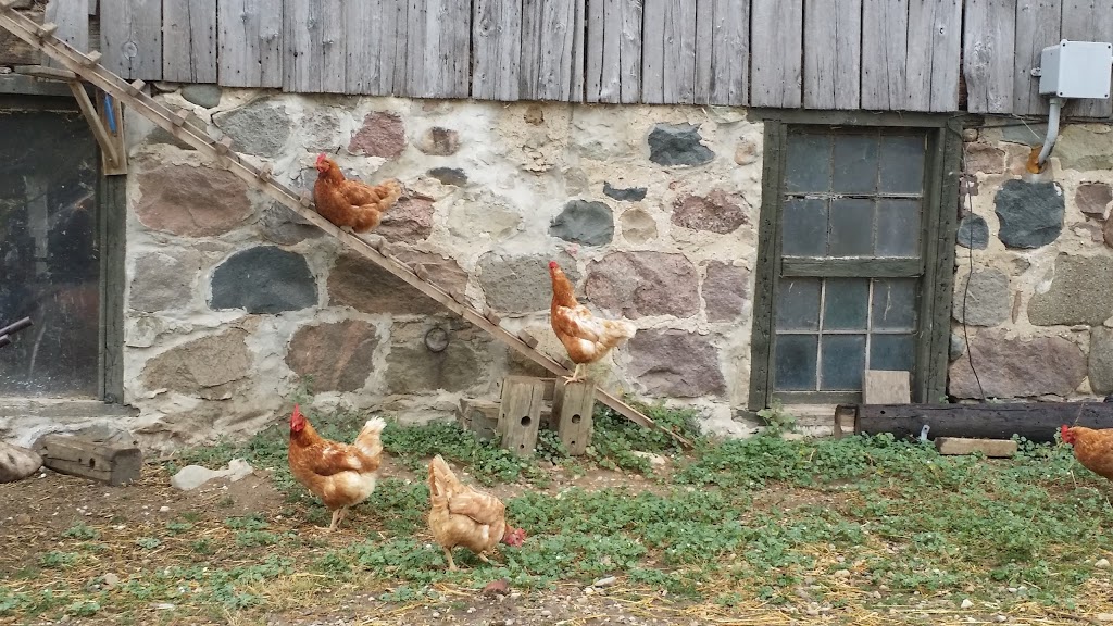 Reroot Organic Farm | 5642 11 Line, Harriston, ON N0G 1Z0, Canada | Phone: (519) 820-1891