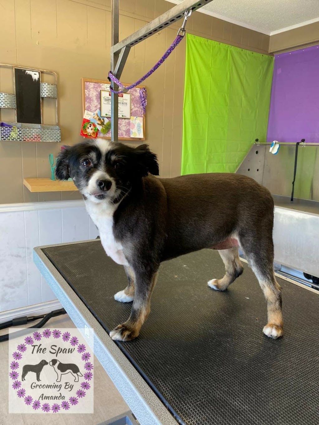 The Spaw Grooming By Amanda | 2376 County Rd 92, Elmvale, ON L0L 1P0, Canada | Phone: (705) 715-3286