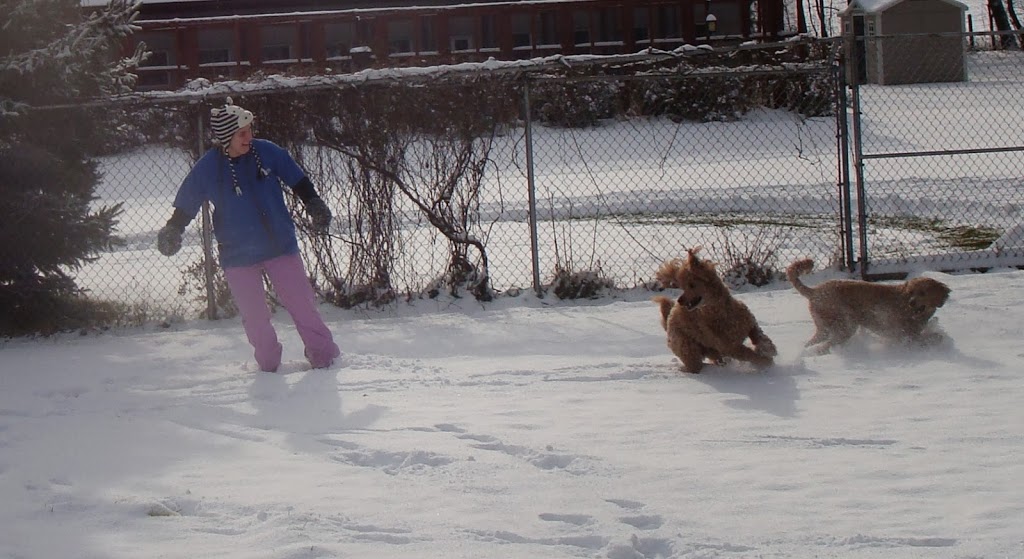 The Royal Pets Hotel and Spa | 2072 3 Line N, Shanty Bay, ON L0L 2L0, Canada | Phone: (705) 726-5034