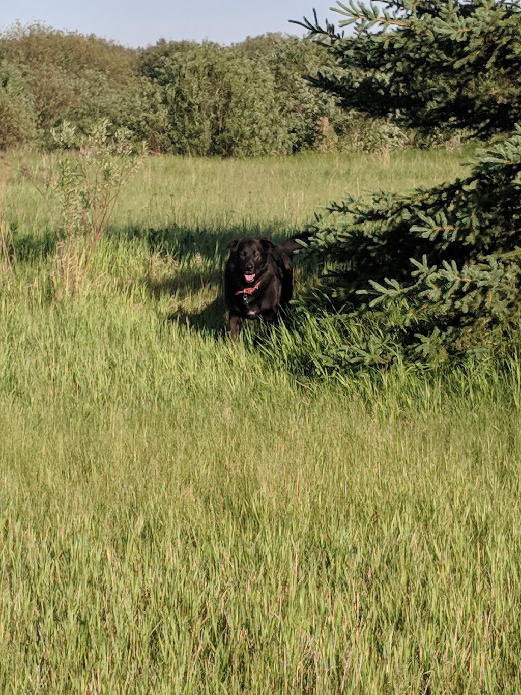 K9 Off-Leash Dog Park | Leduc, AB T9E 3C3, Canada | Phone: (780) 980-7166