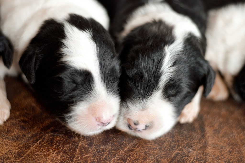 Fox Hollow Goldendoodles | 121097, Side Rd 12, Tara, ON N0H 2N0, Canada | Phone: (519) 502-0966