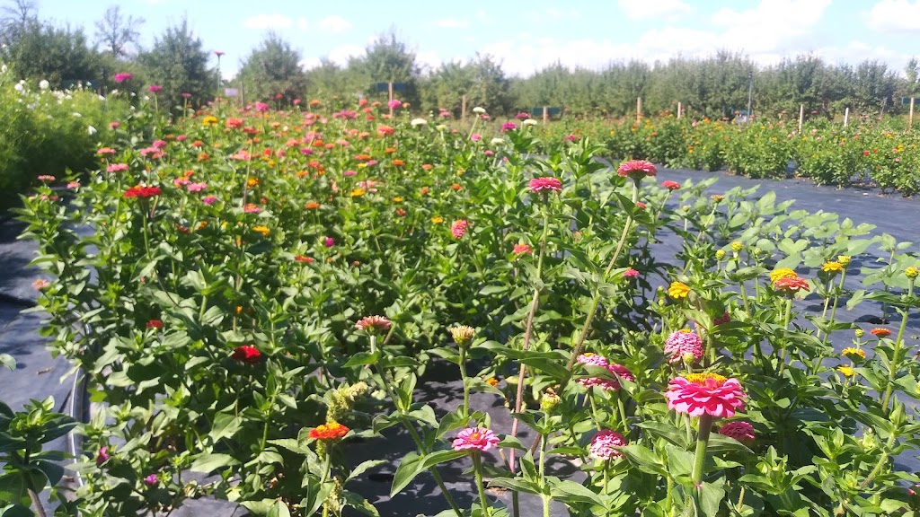 Wynn Farms (Flowers and Sunflowers) | 9592 Loyalist Pkwy, Greater Napanee, ON K7R 3K7, Canada | Phone: (613) 881-0303
