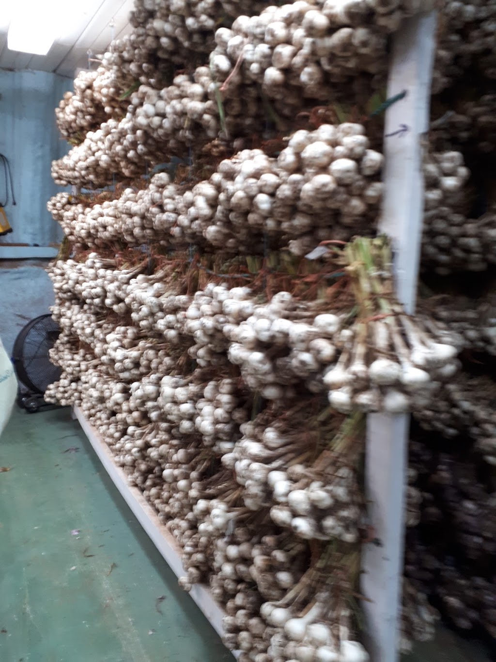 Eureka Garlic | 6 PE-233, Kensington, PE C0B 1M0, Canada | Phone: (902) 836-5180