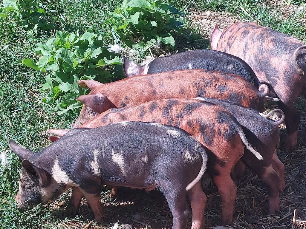 Still Meadow Farm | 235492 23rd Line, Thamesford, ON N0M 2M0, Canada | Phone: (519) 701-9988