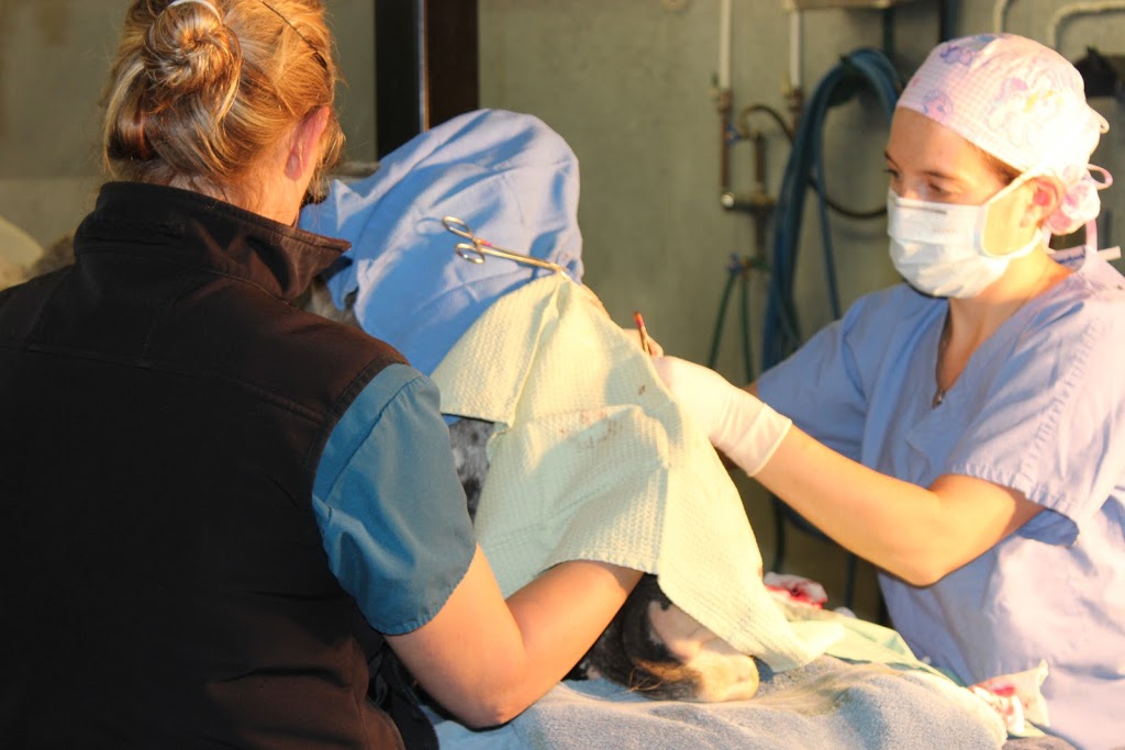 Burwash Equine Services | 252140, Range Rd 42, Calgary, AB T3Z 2J8, Canada | Phone: (403) 242-1913