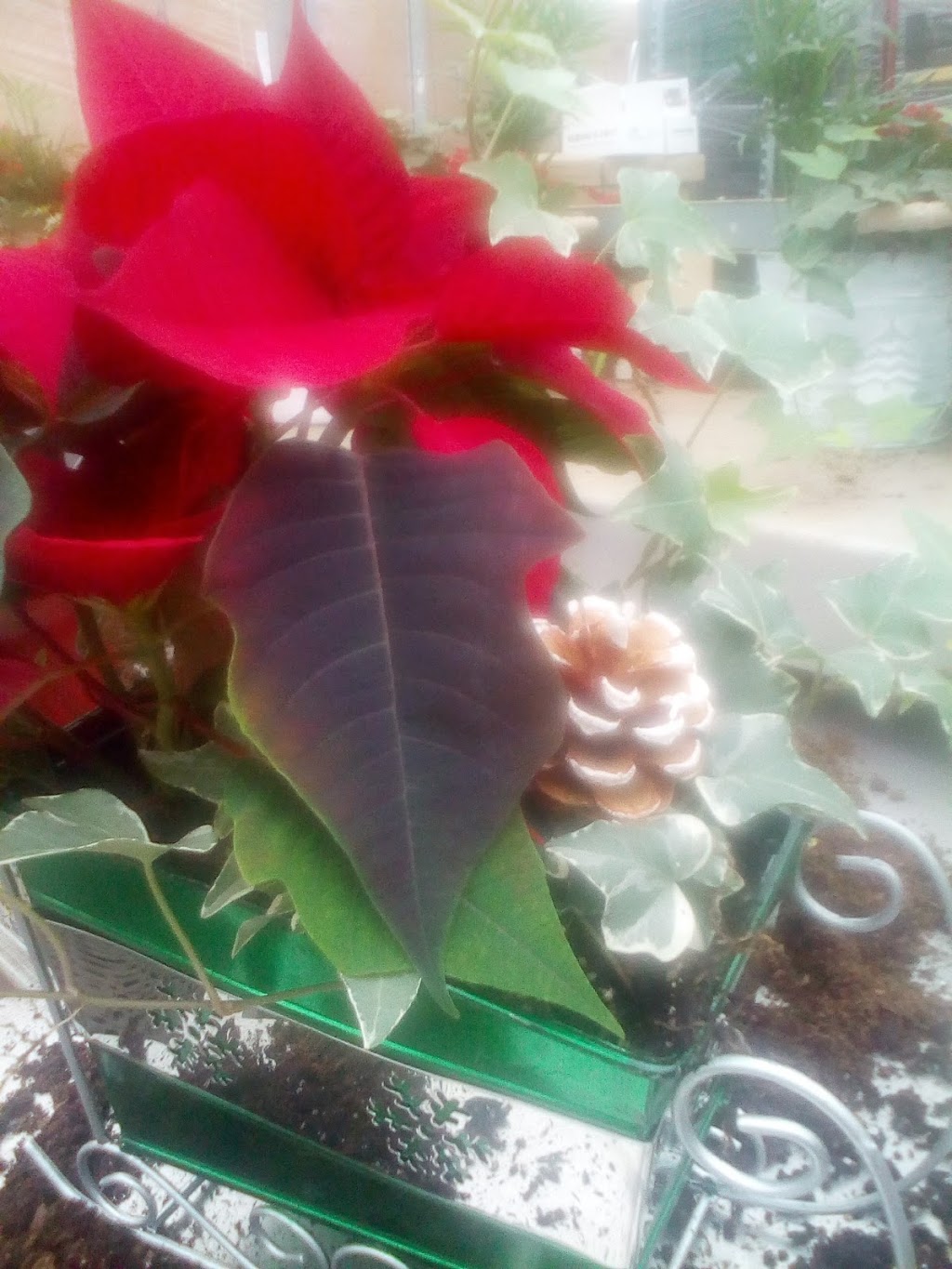 Hendriks Andrew & Sons Greenhouses Inc | 5095 N Service Rd, Beamsville, ON L0R 1B3, Canada | Phone: (905) 563-8132