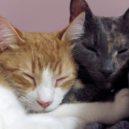 The Pet Stop | 600 Doon Village Rd, Kitchener, ON N2P 1G6, Canada | Phone: (519) 748-2333