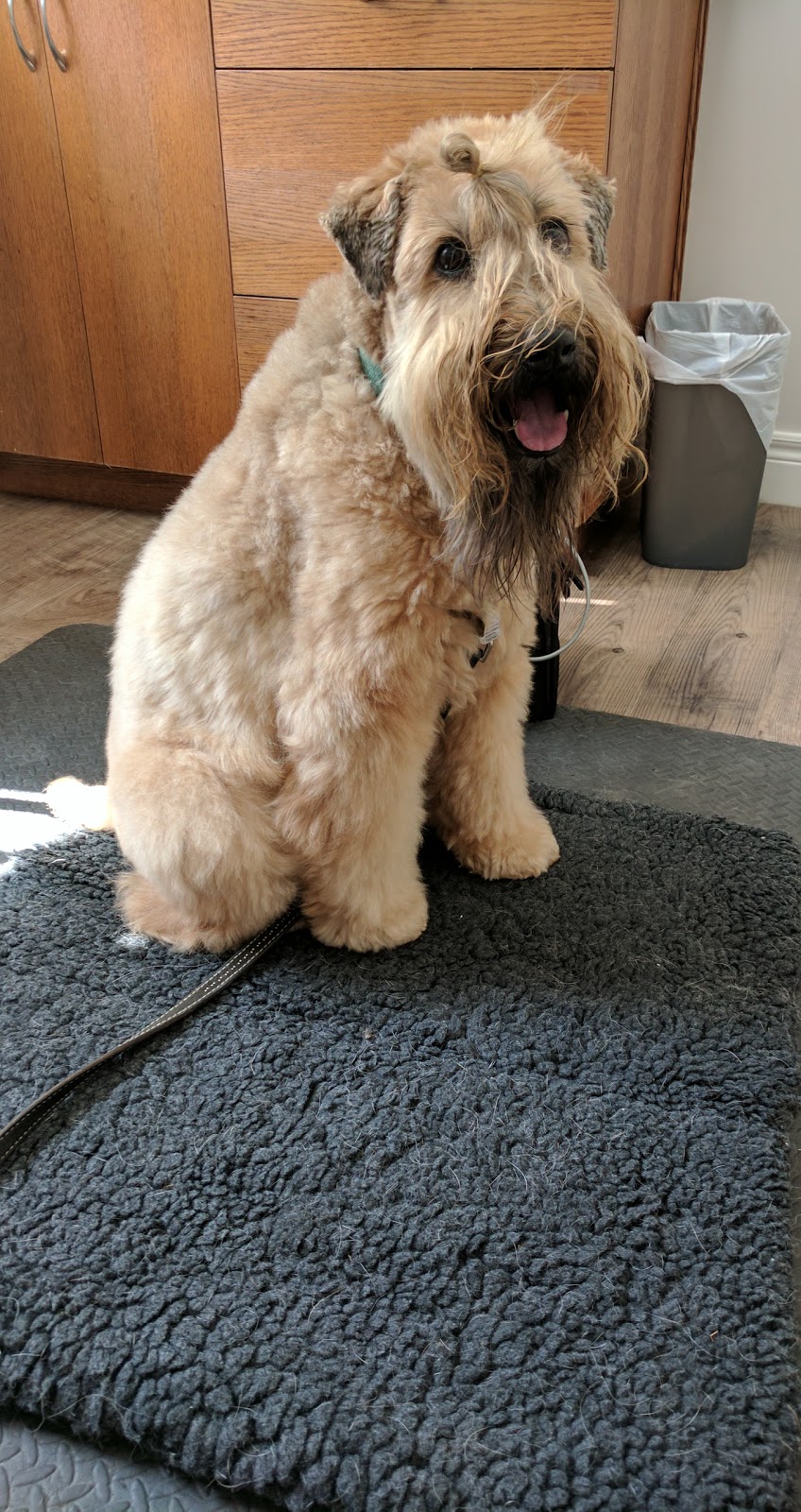 Gilmour Road Veterinary Services | RR#1, 4424 Victoria Rd S, Puslinch, ON N0B 2J0, Canada | Phone: (519) 763-7729