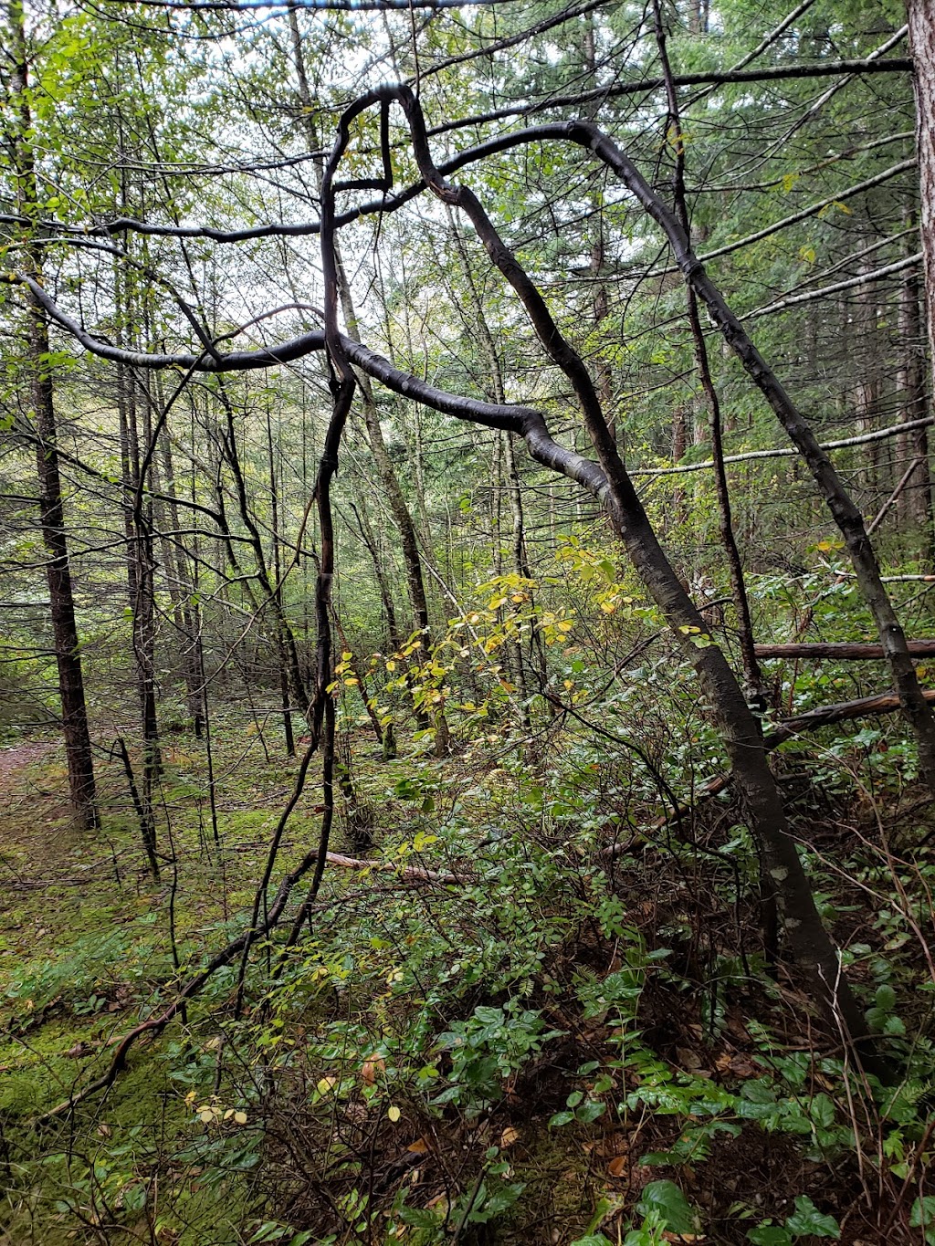 Highland Park | 1519 Highridge Dr, Comox, BC V9M 4H7, Canada | Phone: (250) 339-2202