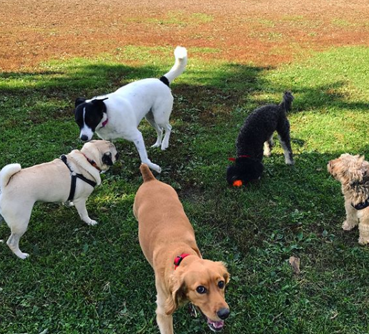 Pawsre Us Dog Walkers | 19 Fairlin Dr, Toronto, ON M9B 4J1, Canada | Phone: (647) 808-2372