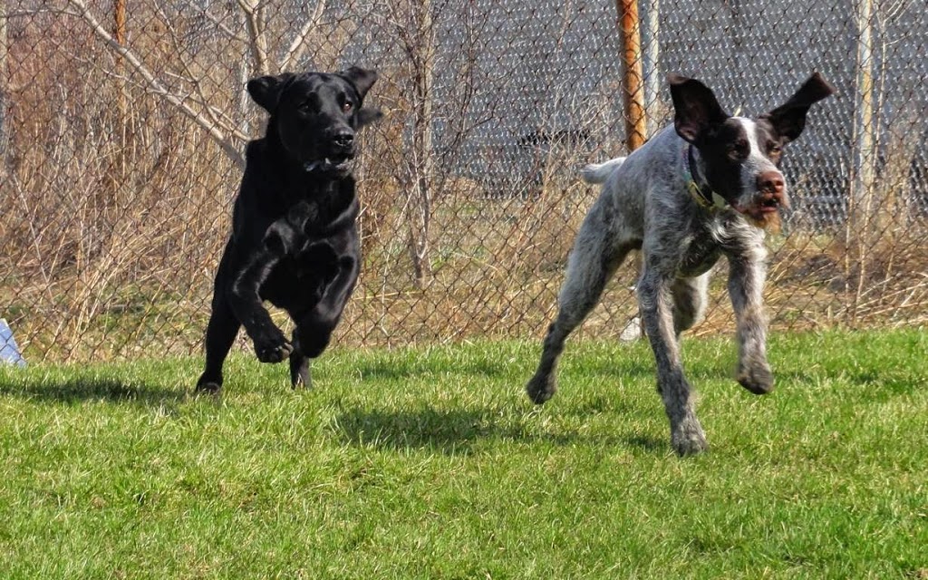 Oakridge Animal Clinic | 1109 Sarnia Rd, London, ON N6H 5J9, Canada | Phone: (519) 471-1560
