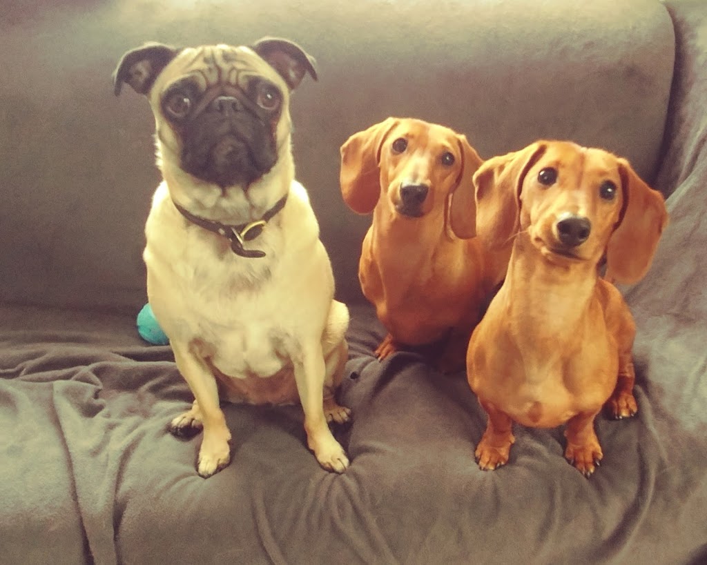 Elora Doggy Daycare | 11 E Mill St, Elora, ON N0B 1S0, Canada | Phone: (519) 215-7717