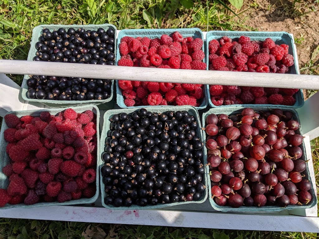 Harpers Rasberry U-Pick | 2937 Main St, Hillsborough, NB E4H 2X9, Canada | Phone: (506) 734-2360
