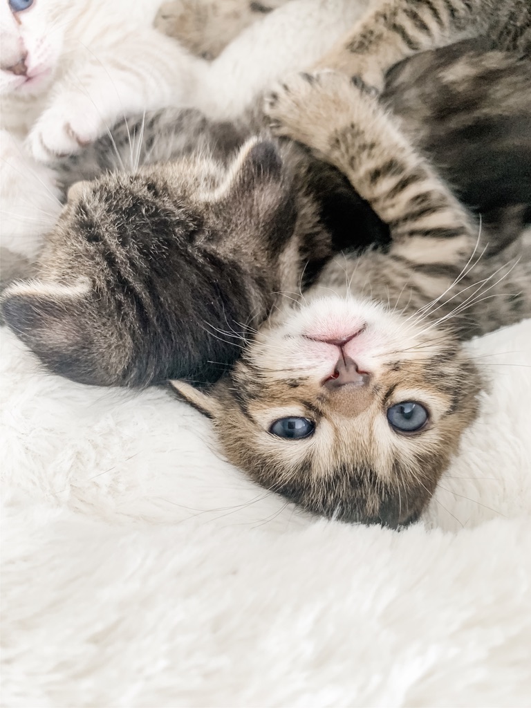 Blue Ribbon Bengals | 775 Burnett Ave, Cambridge, ON N1T 2A2, Canada | Phone: (226) 220-4427