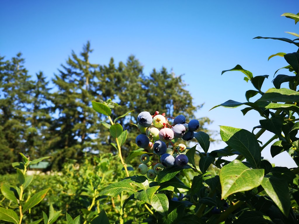 Doremi Blueberry Farm | 20006 Old Dewdney Trunk Rd, Pitt Meadows, BC V3Y 1Z1, Canada | Phone: (778) 886-9237