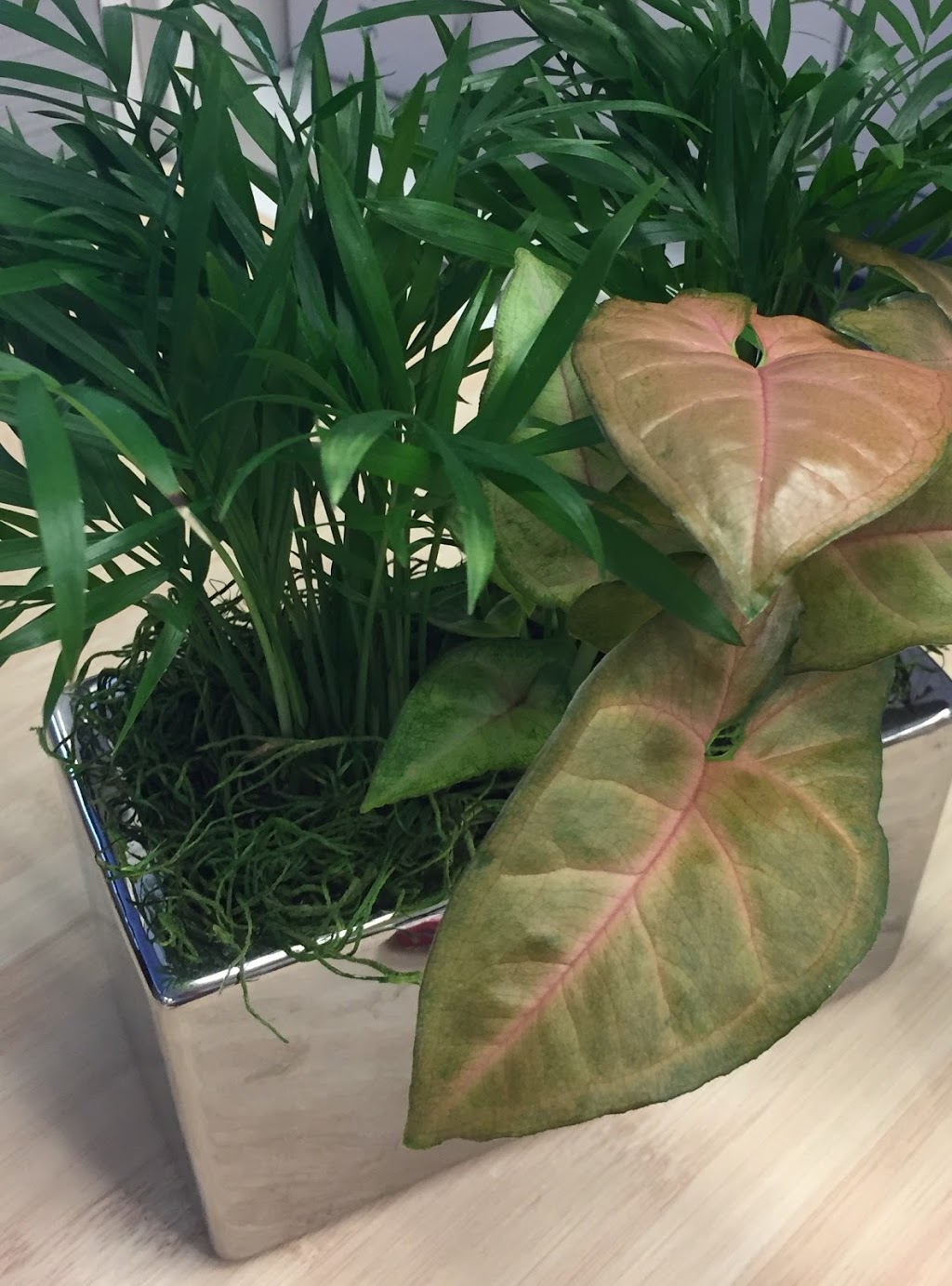 The Flower Room | 776 Annette St, Toronto, ON M6S 2E2, Canada | Phone: (416) 766-4888