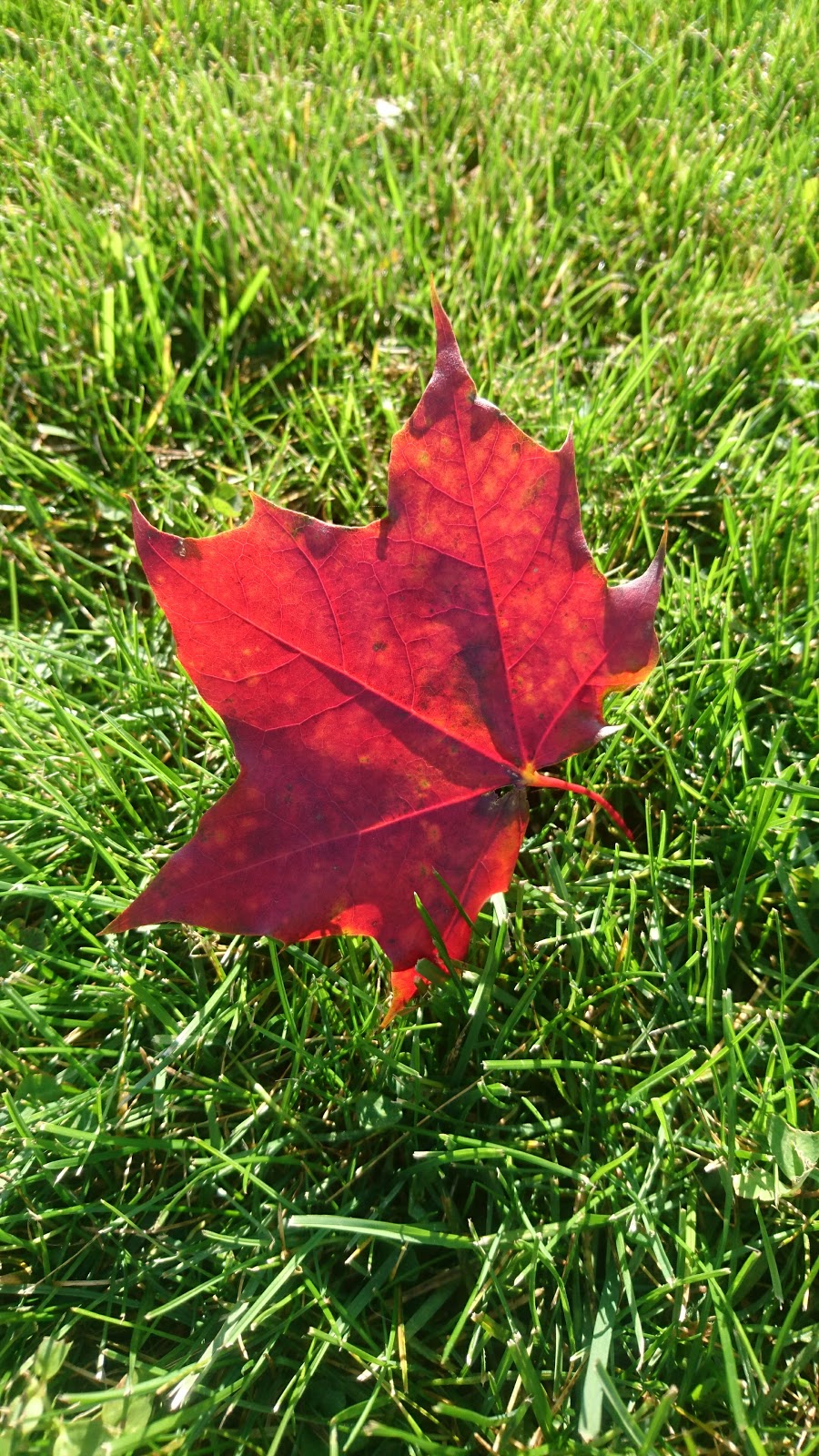 Kraak Farms | 344071 Ebenezer Rd, Mount Elgin, ON N0J 1N0, Canada | Phone: (519) 485-3568